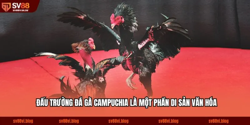 Đấu trường đá gà Campuchia là một phần di sản văn hóa