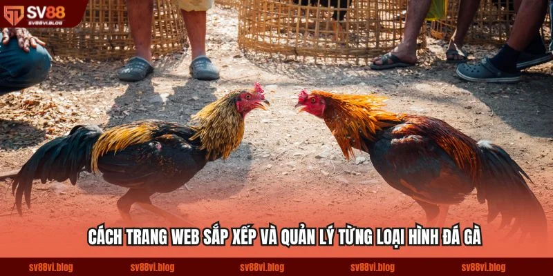 Cách trang web sắp xếp và quản lý từng loại hình đá gà một cách khoa học