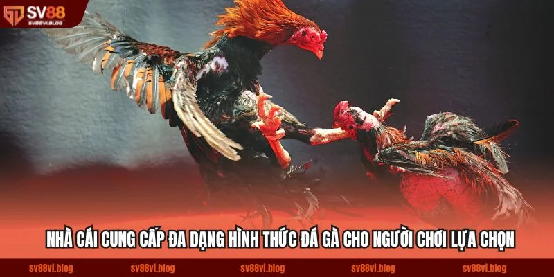 Nhà cái cung cấp đa dạng hình thức đá gà cho người chơi lựa chọn
