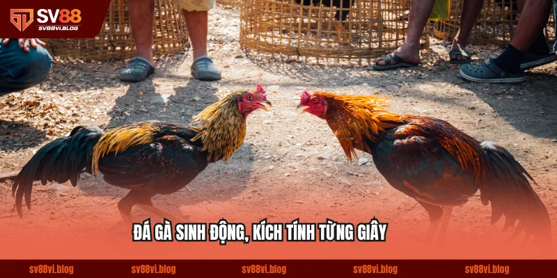 Đá gà sinh động, kích tính từng giây
