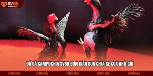 Đá Gà Campuchia SV88 Đơn Giản Qua Chia Sẻ Của Nhà Cái