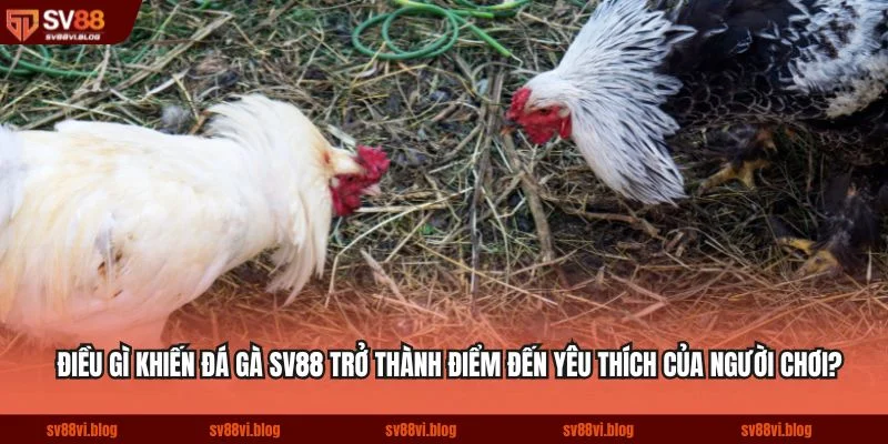 Điều gì khiến đá gà SV88 trở thành điểm đến yêu thích của người chơi?