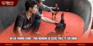 Đá Gà Thomo SV88 - Trải Nghiệm Cá Cược Thực Tế Sôi Động