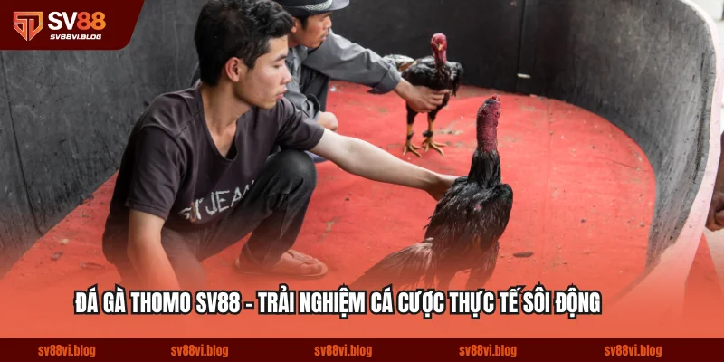 Đá Gà Thomo SV88 - Trải Nghiệm Cá Cược Thực Tế Sôi Động